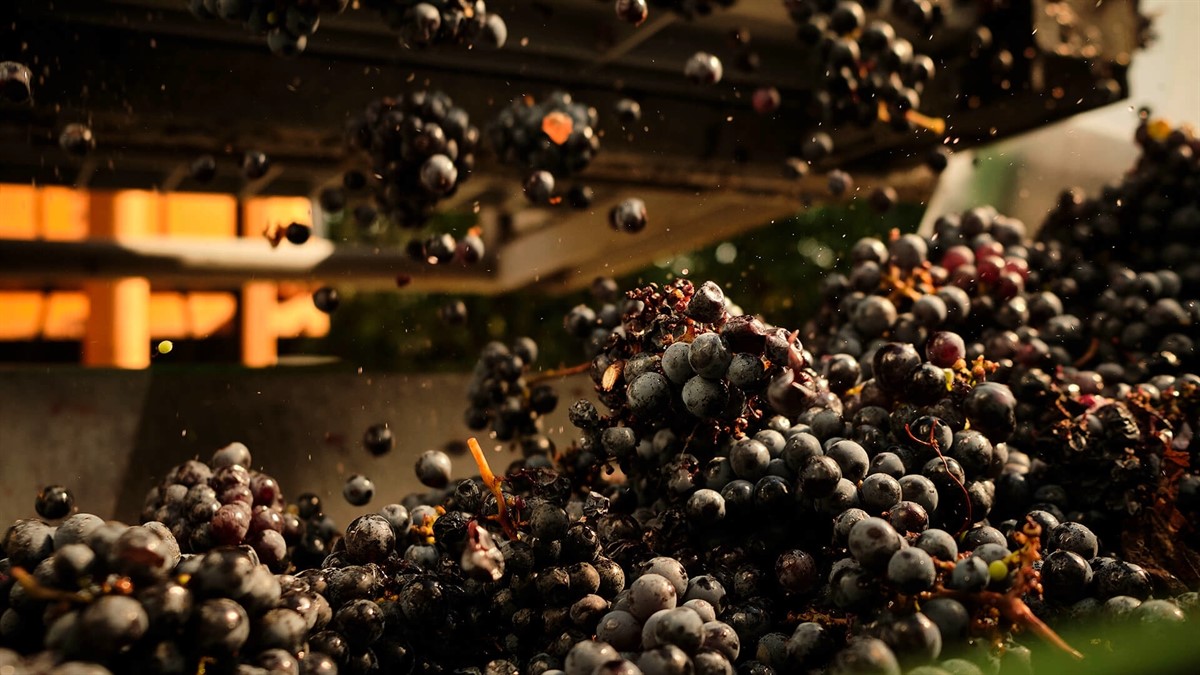 Sky Arte Launches the Fourth Season of B.E.V.I. - The Art of Winemaking