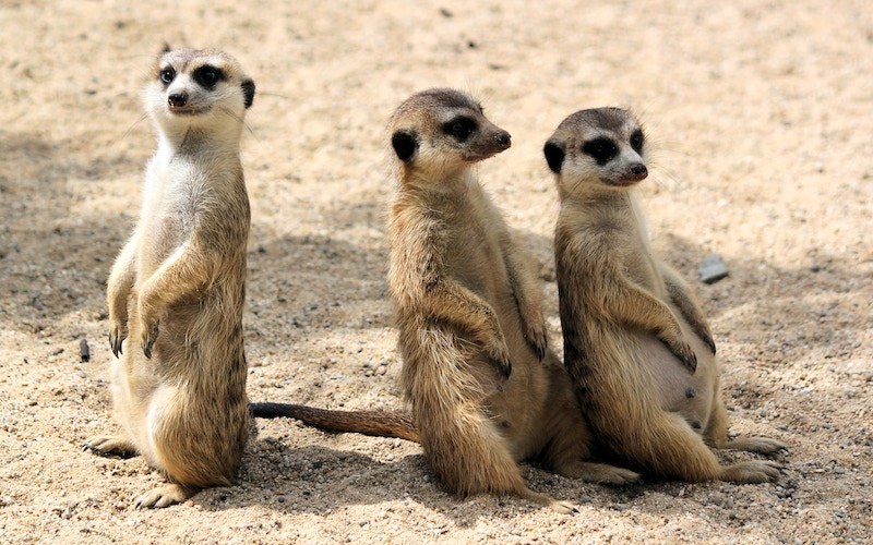 OSF has announced the return of its hit natural history series Meerkat Manor: Rise of the Dynasty