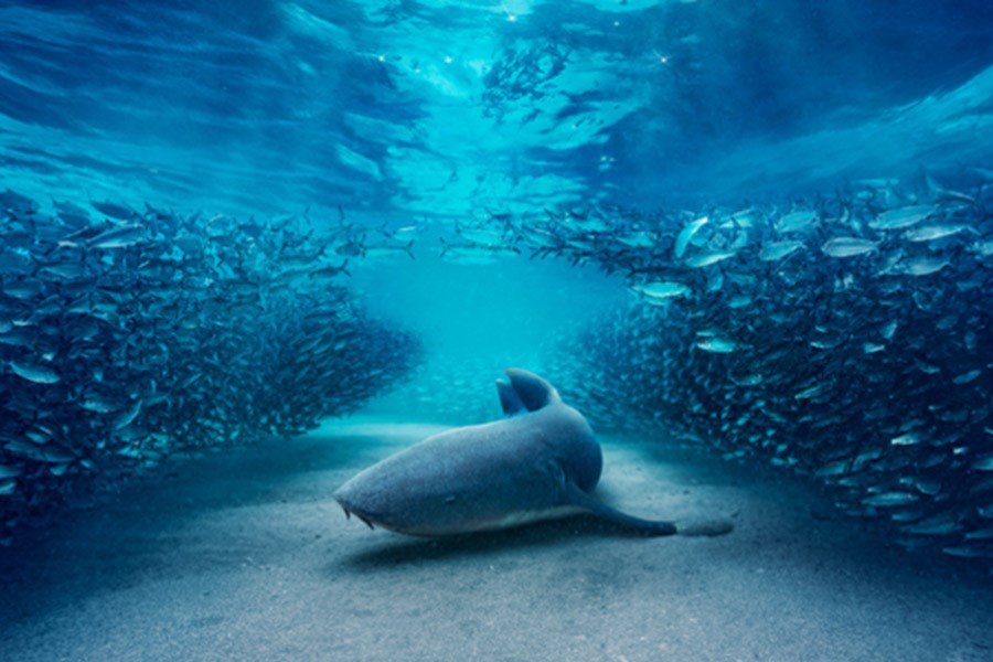 BBC Studios Secures a Wave of Pre-Sales for "Blue Planet III" and a Strategic Alliance with Skai TV