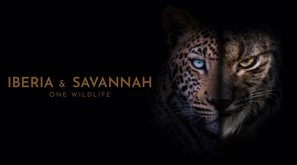 Onza presents Iberia & Savannah: One Wildlife at Mip London