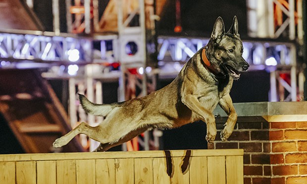 Two Rivers options A+E’s canine competition Top Dog