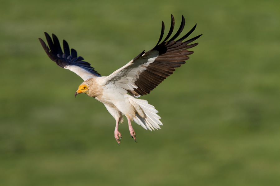 BBC’s Springwatch Travels to Spain with First International Adaptation