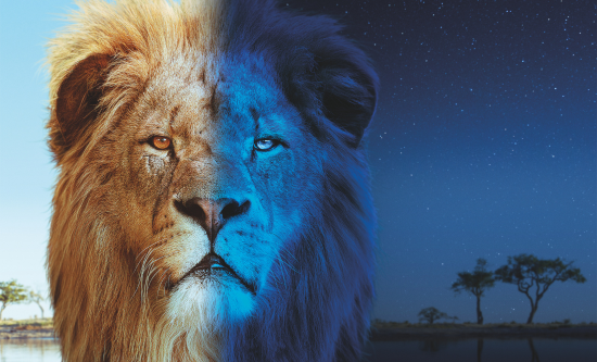 BBC Studios announces global sales of Big Cats 24/7 ahead of Mipcom 2024