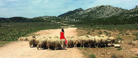 Il film di Piredda, Agnello distribuito internazionalmente da TVCO