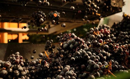 Sky Arte Launches the Fourth Season of B.E.V.I. - The Art of Winemaking