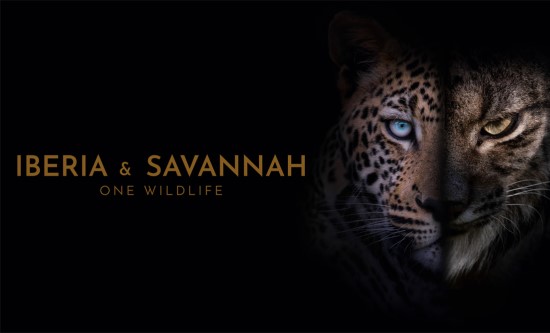 Onza presents Iberia & Savannah: One Wildlife at Mip London