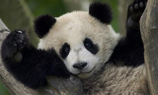 Fremantle Expands Factual Slate with Panda School and Secret Weapons of China’s First Emperor