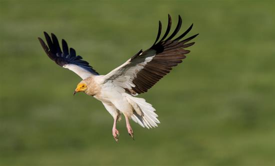 BBC’s Springwatch Travels to Spain with First International Adaptation