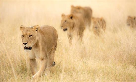 Icon Films’ documentary Okavango – A Flood of Life was ordered by Japanese NHK